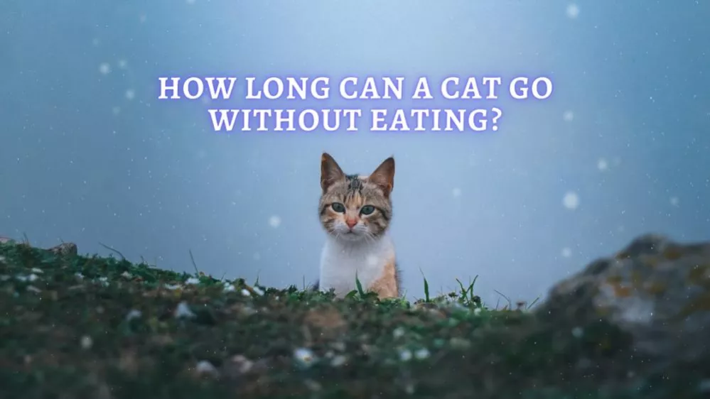 إلى متى يمكن للقطط البقاء بدون طعام؟