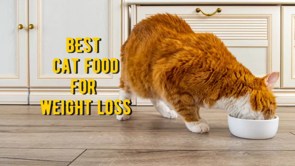 أفضل أطعمة القطط لنقص الوزن