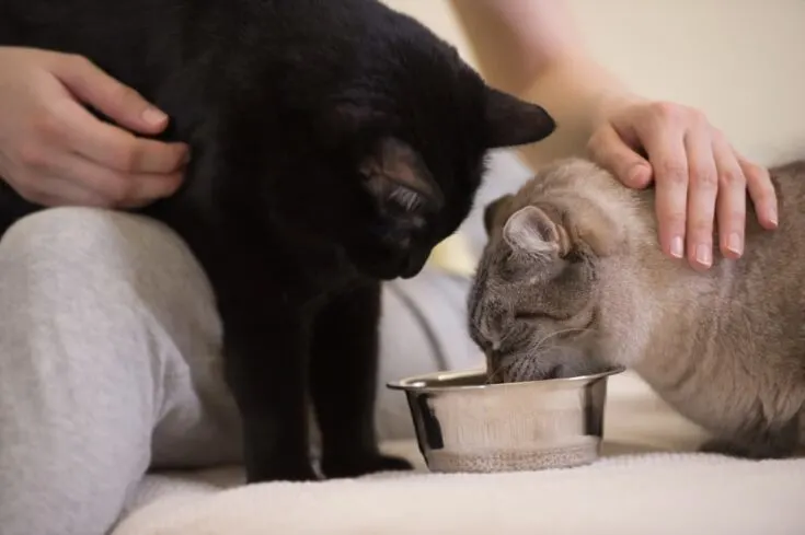 لماذا تريد القطط أن تشاهدهم يأكلون
