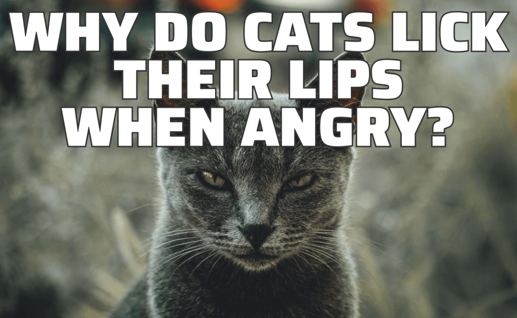لماذا تلعق القطط شفاهها عندما تغضب؟