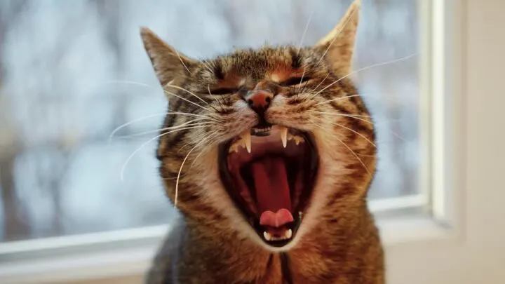 لماذا قطتي تفتح فمها