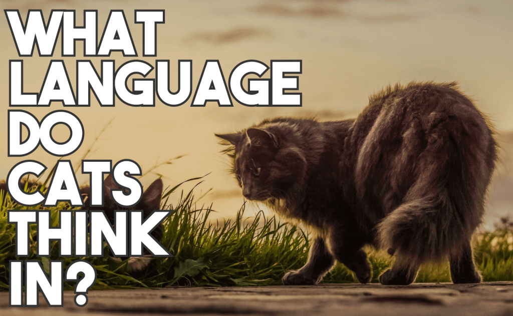 ما اللغة التي تفكر بها القطط؟