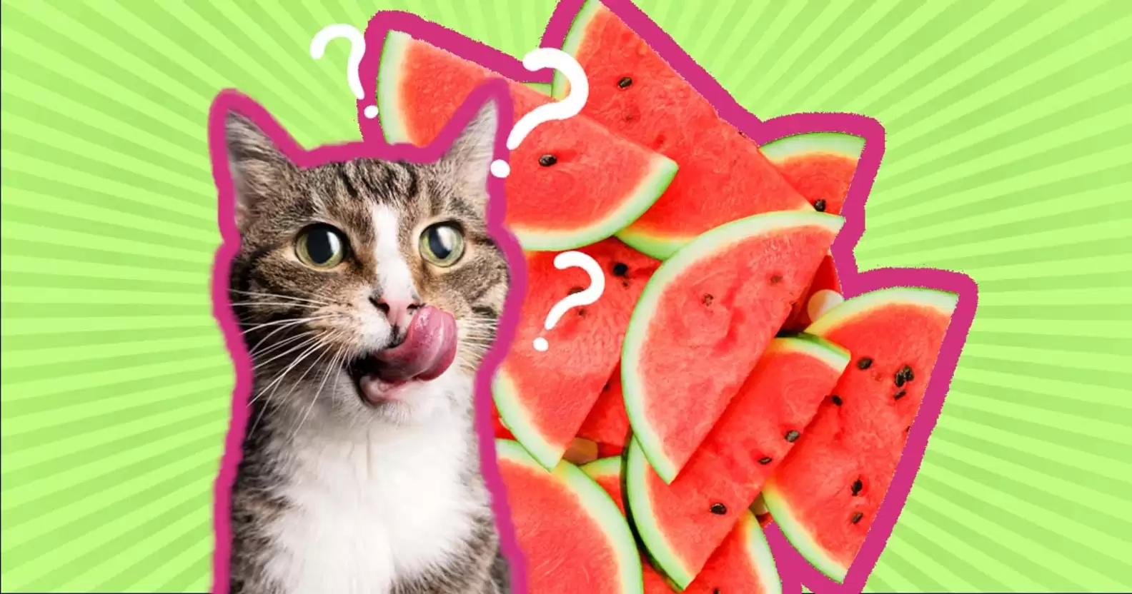 هل البطيخ مفيد للقطط