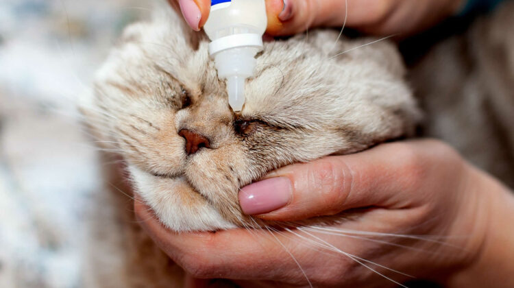 استخدام قطرات عين الإنسان على القطط