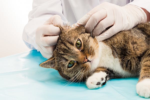 التهاب الأذن عند القطط