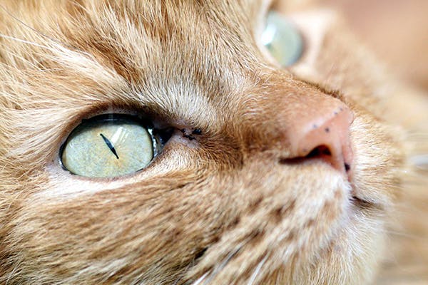 التهاب العين عند القطط