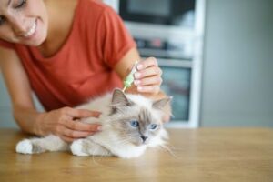 علاجات البراغيث الطبيعية للقطط