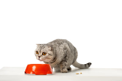 قطة بريطانية مخططة قصيرة الشعر تنظر إلى وعاء طعامها.