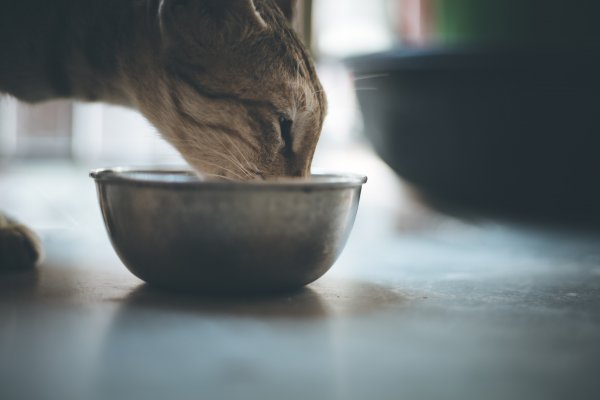 قطة بنية تأكل الطعام من وعاء.