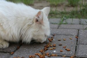 قطة بيضاء تأكل الطعام