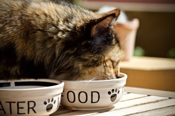 قطة تأكل الطعام من وعاء.