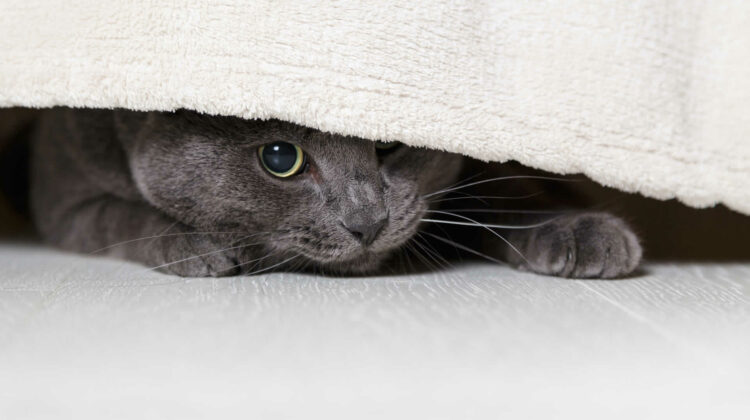 قطة جديدة تختبئ تحت السرير