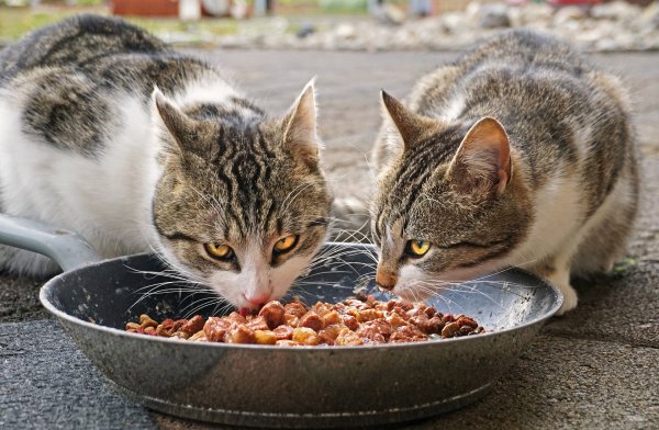 قطتان بيضاء ورمادية تأكلان طعام قطط مبلل من وعاء.