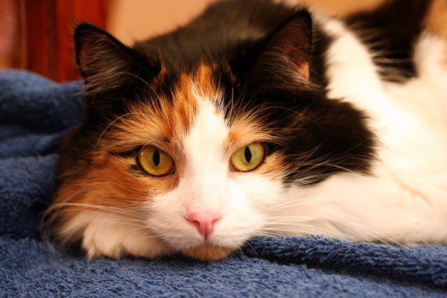 متلازمة جفاف العين عند القطط