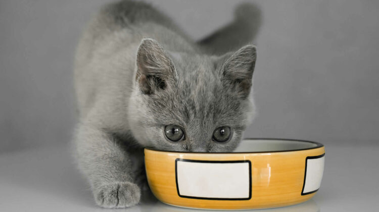 متى تبدأ القطط في تناول الطعام وشرب الماء؟