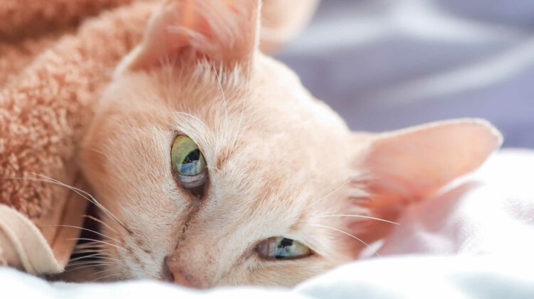 هل تصدر القطط أصواتًا غريبة عند المرض؟