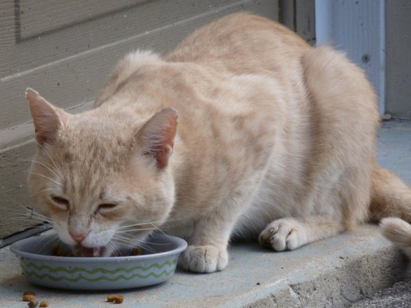 هل تعرف القطط متى تتوقف عن الأكل؟