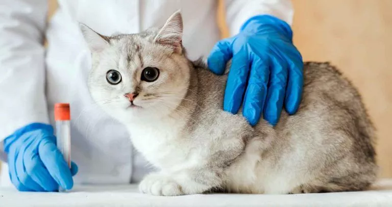 الدليل النهائي لأخذ قطتك إلى الطبيب البيطري