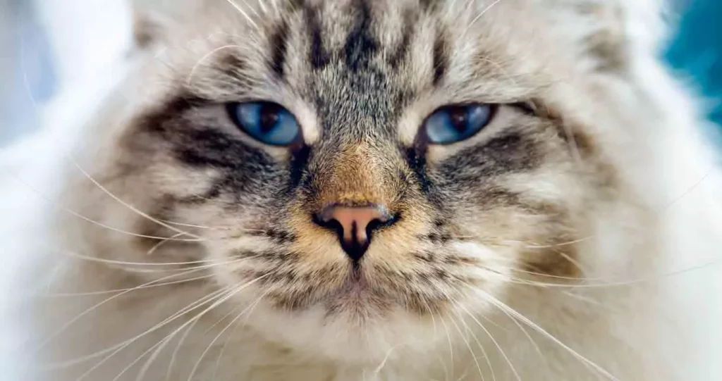 القطط ذات العيون الزرقاء