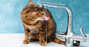 كم تحتاج القطط من الماء