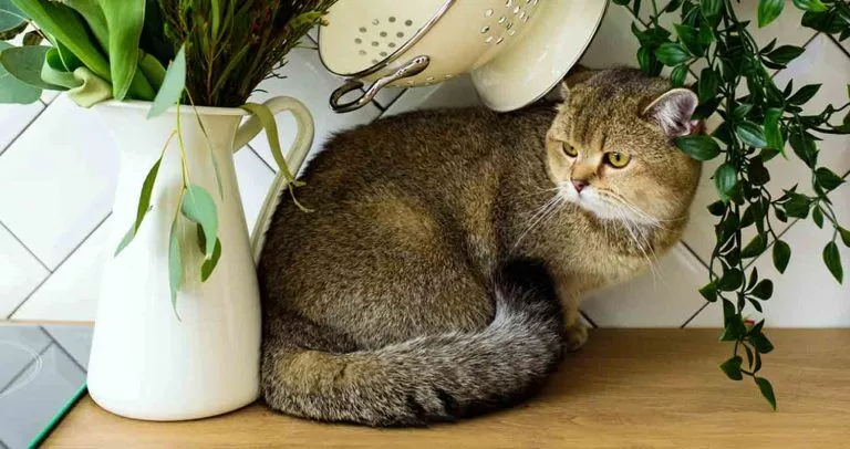 كيفية إبقاء قطك بعيدًا عن طاولة المطبخ