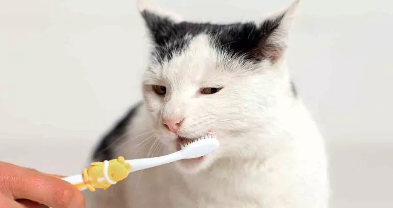كيفية تنظيف أسنان القط