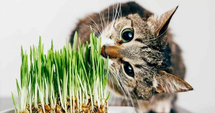 لماذا تأكل القطط العشب؟