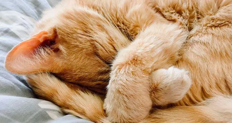 لماذا تغطي القطط وجوههم عندما ينامون