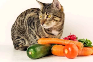 ماذا تأكل القطط من الخضروات