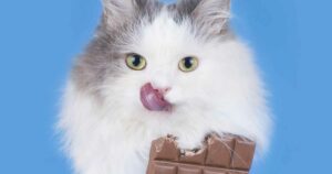 هل القطط تأكل الشوكولاته