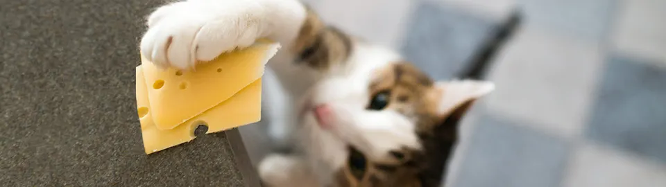 هل تأكل القطط الجبن