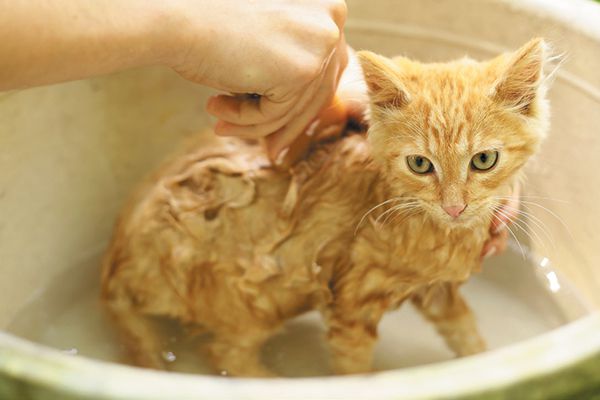 هل تستحم القطة الحامل