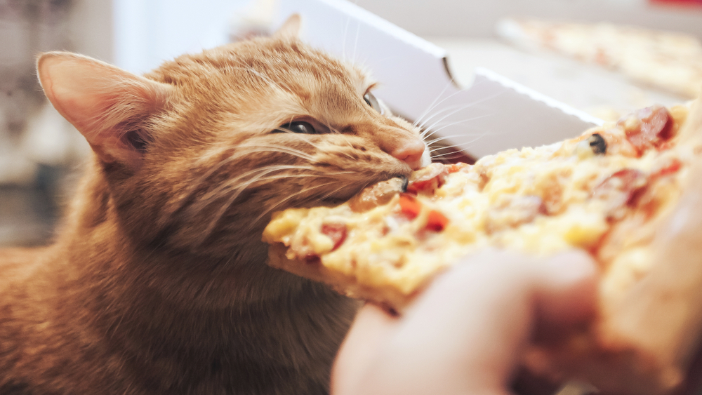 هل تستطيع القطط أكل البيتزا