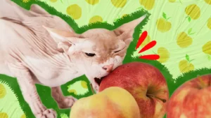 هل تستطيع القطط أكل التفاح؟