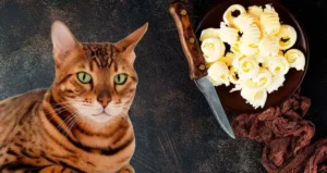 هل تستطيع القطط أكل الزبدة؟