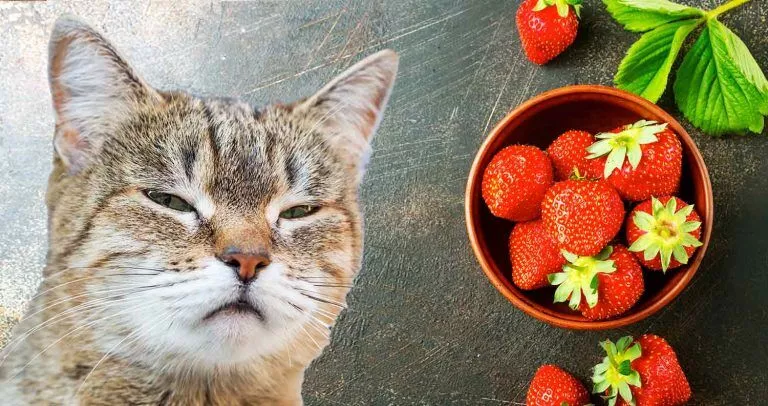 هل تستطيع القطط أكل الفراولة