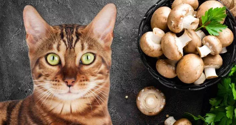 هل تستطيع القطط أكل الفطر