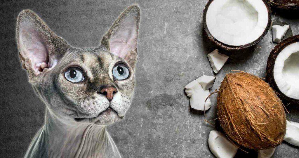 هل تستطيع القطط أكل جوز الهند