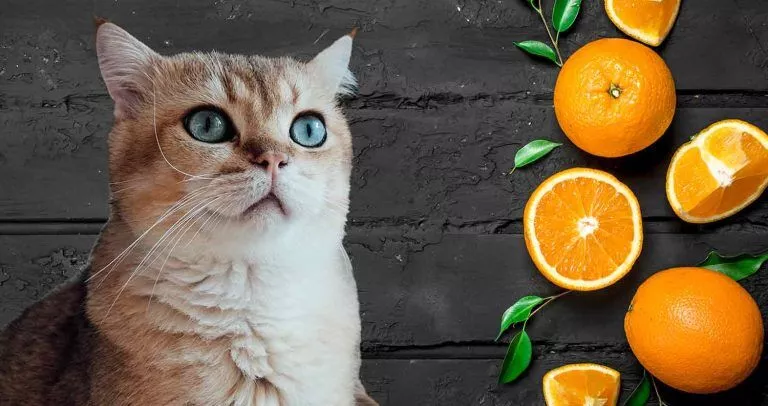 هل يمكن للقطط أن تأكل البرتقال
