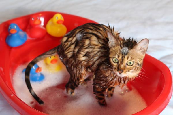 كم مرة يجب استحمام القطط