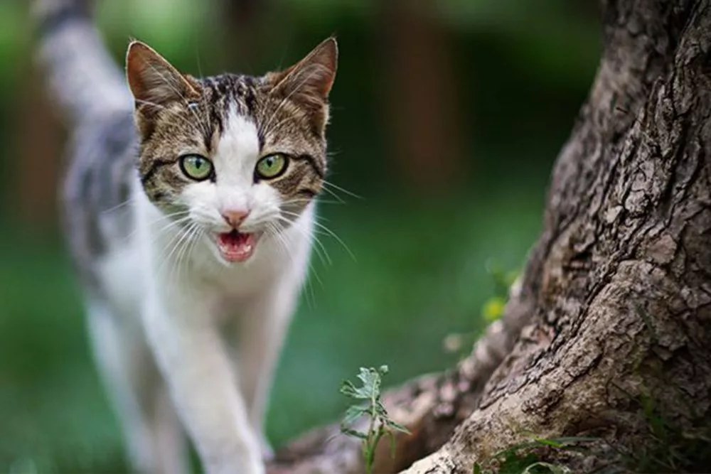 مواء القطط المستمر: لماذا تموء قطتك بشكل متكرر؟ ⋆ قطتي