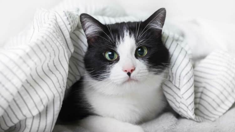 الفرق بين الحساسية والزكام عند القطط