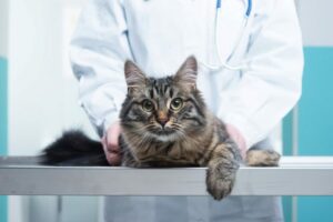علاج مرض السكري في القطط