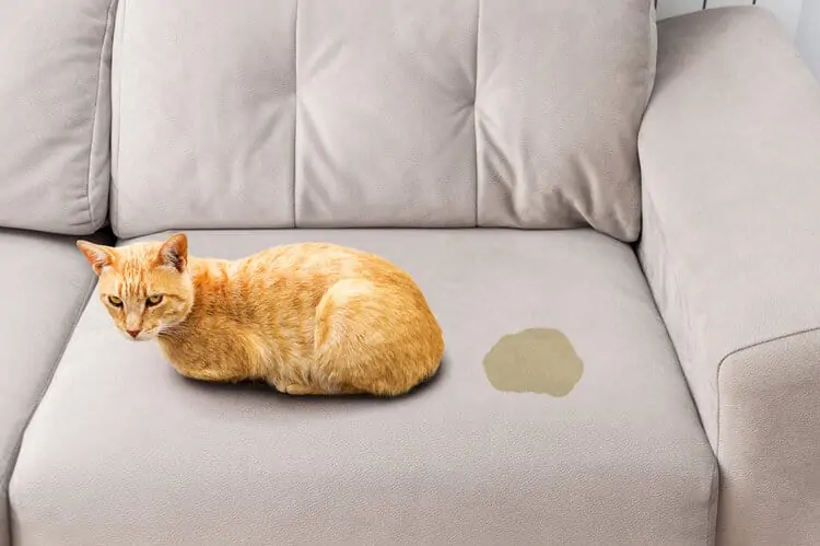 كيفية إزالة رائحة بول القطط من الأريكة