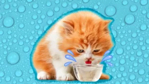 ما هي كمية الماء التي يجب أن يشربها القط في اليوم؟