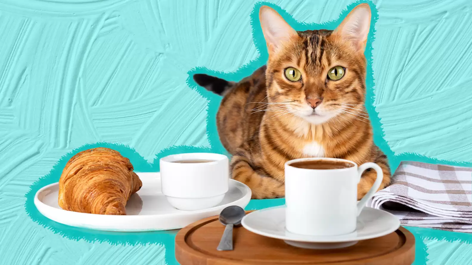 ماذا تحب القطط أن تأكل على الإفطار؟