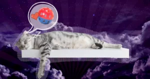 هل تحلم القطط؟