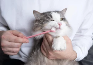 العلاقة بين النظام الغذائي وصحة الأسنان عند القطط