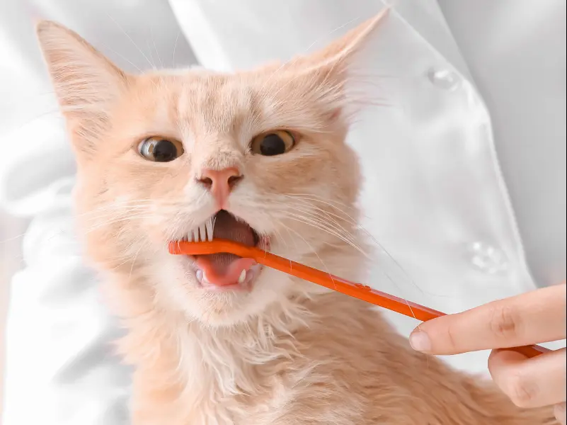 فوائد تنظيف الأسنان للقطط