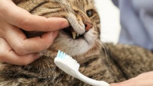 كيفية تنظيف أسنان قطتك